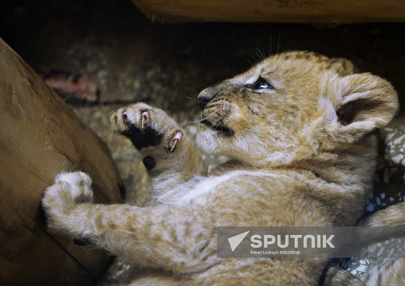 Five African lion cubs born at Yekaterinburg Zoo
