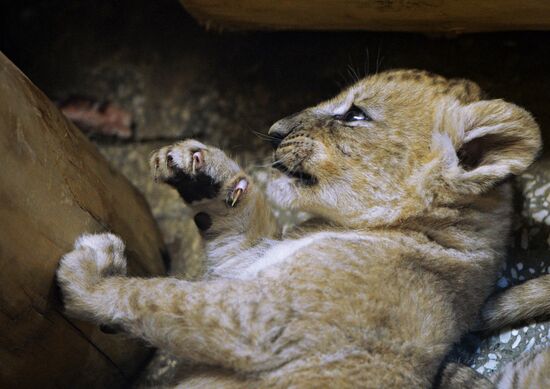 Five African lion cubs born at Yekaterinburg Zoo