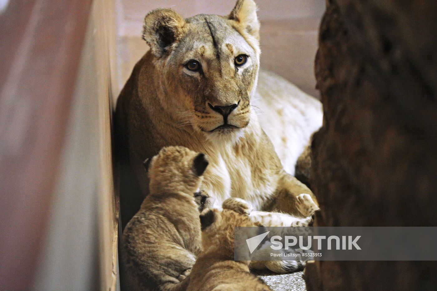 Five African lion cubs born at Yekaterinburg Zoo