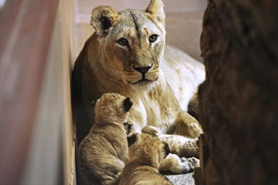 Five African lion cubs born at Yekaterinburg Zoo