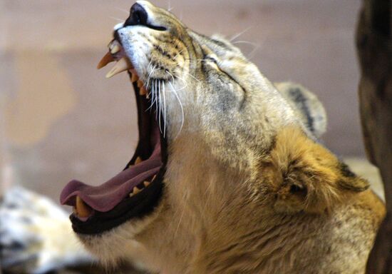 Five African lion cubs born at Yekaterinburg Zoo