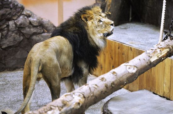Five African lion cubs born at Yekaterinburg Zoo