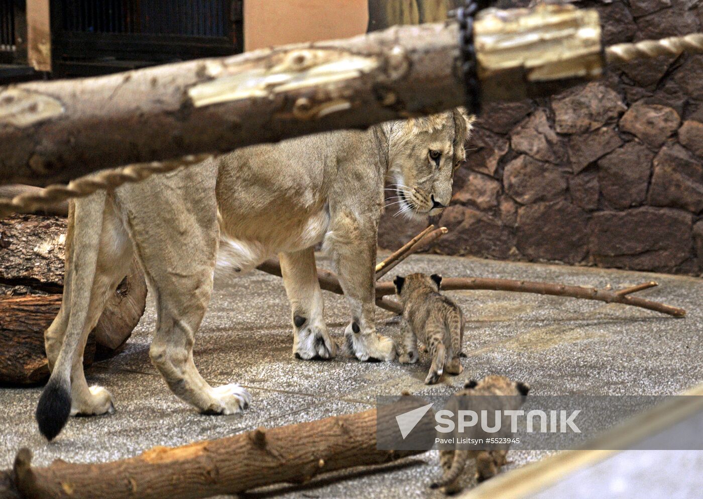 Five African lion cubs born at Yekaterinburg Zoo