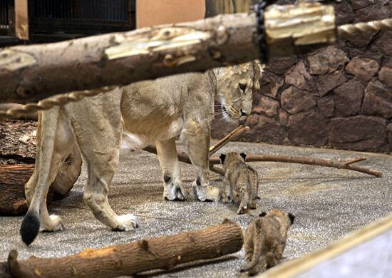 Five African lion cubs born at Yekaterinburg Zoo