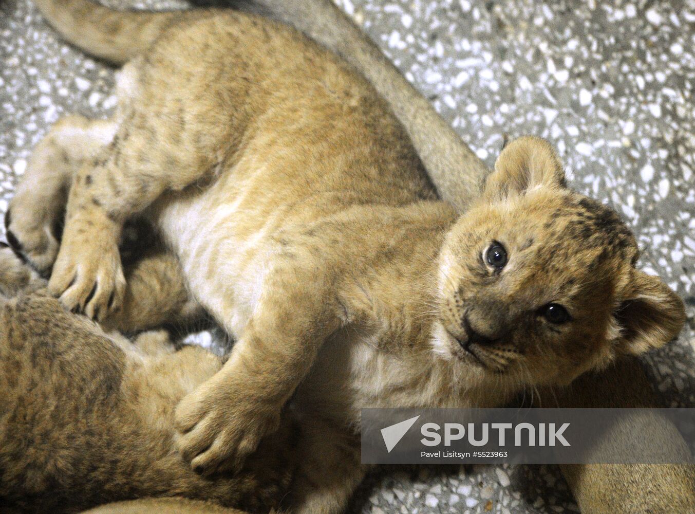 Five African lion cubs born at Yekaterinburg Zoo