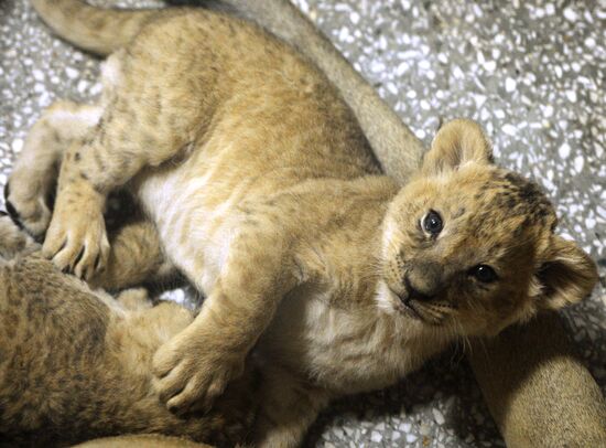 Five African lion cubs born at Yekaterinburg Zoo