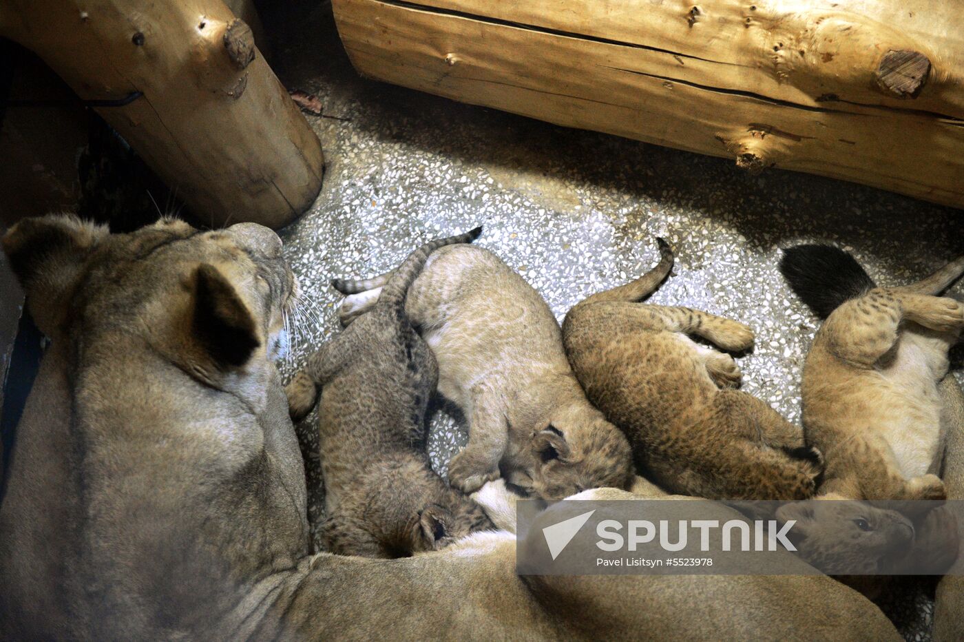 Five African lion cubs born at Yekaterinburg Zoo