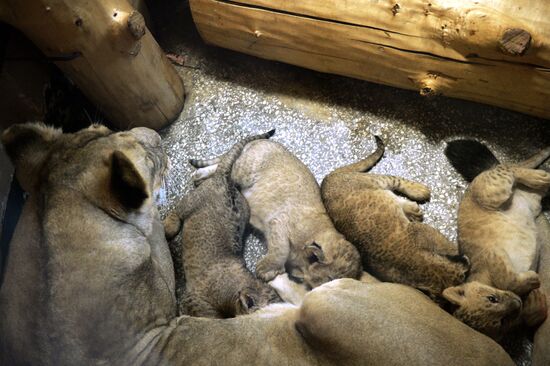 Five African lion cubs born at Yekaterinburg Zoo