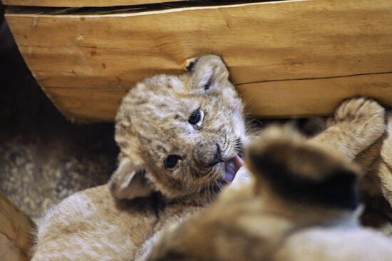 Five African lion cubs born at Yekaterinburg Zoo
