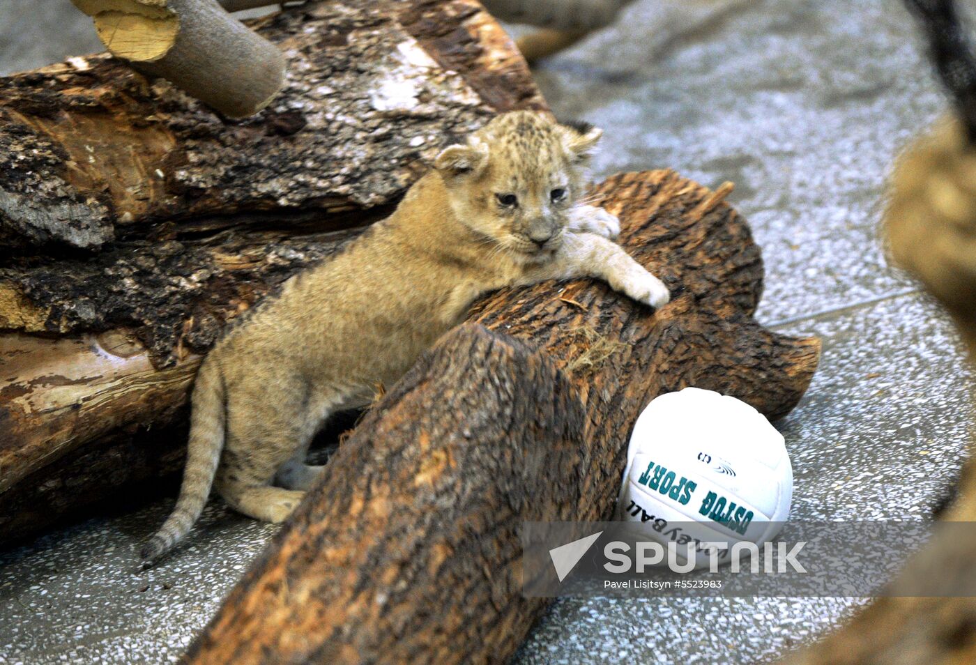 Five African lion cubs born at Yekaterinburg Zoo