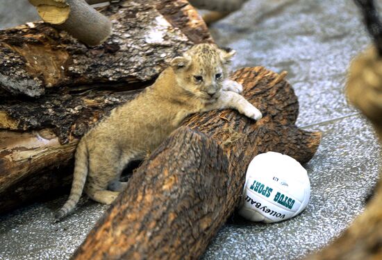 Five African lion cubs born at Yekaterinburg Zoo