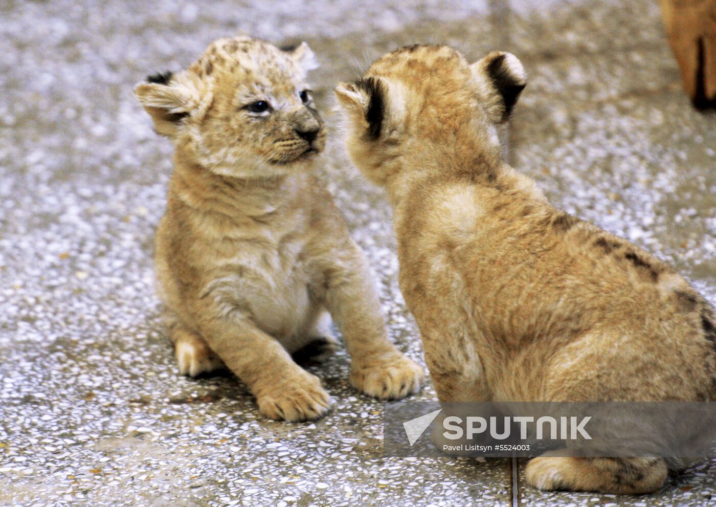 Five African lion cubs born at Yekaterinburg Zoo