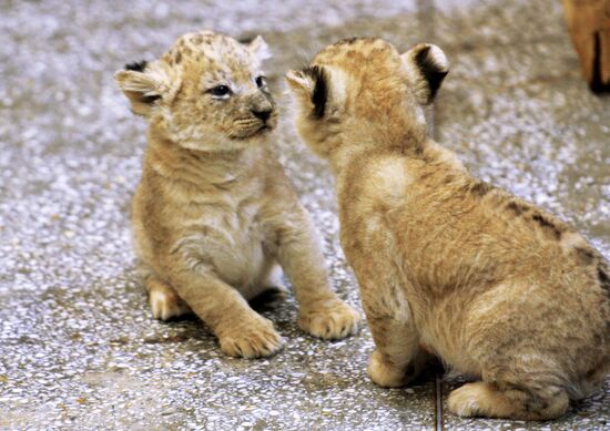 Five African lion cubs born at Yekaterinburg Zoo