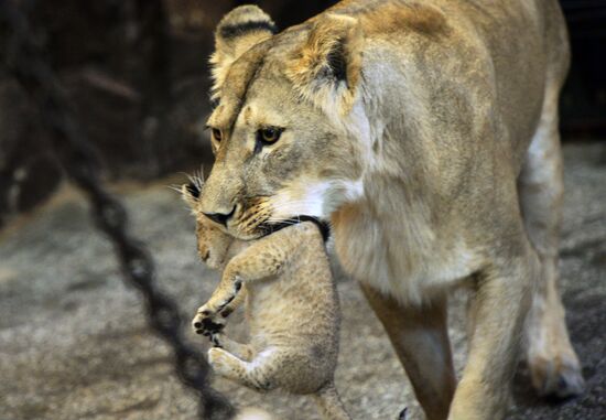 Five African lion cubs born at Yekaterinburg Zoo