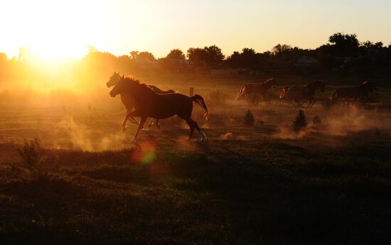 Breeding farm for Don horse breed in Rostov Region