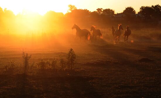 Breeding farm for Don horse breed in Rostov Region