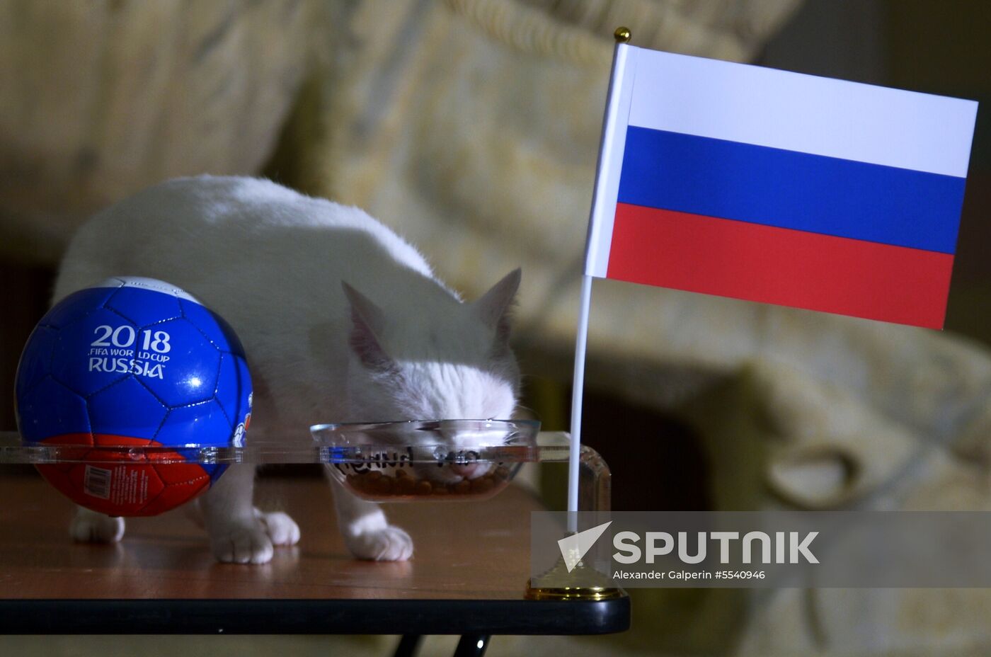 Cat predicts Russia's victory over Egypt during 2018 FIFA World Cup