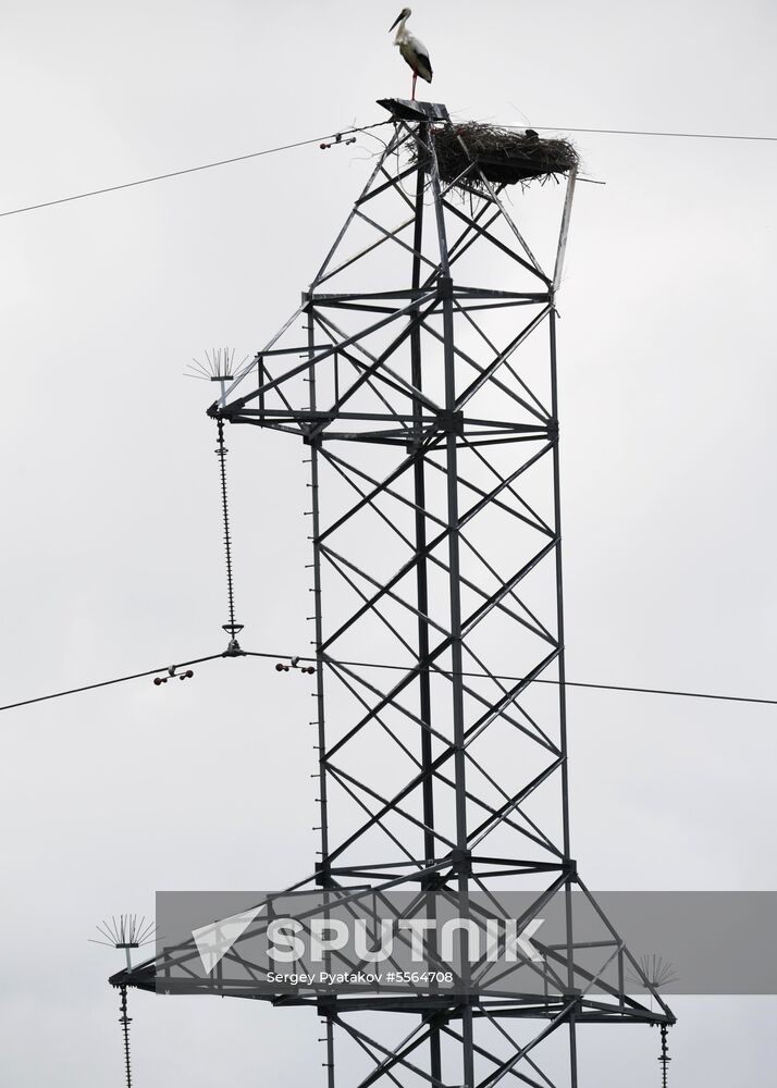 White storks nest in Amur Region