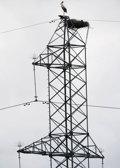 White storks nest in Amur Region