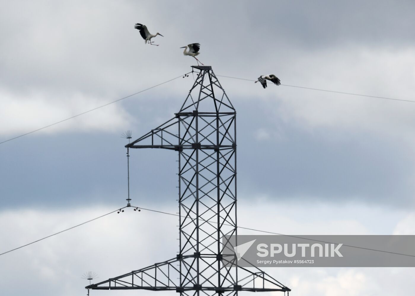 White storks nest in Amur Region