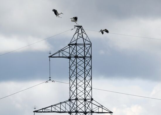White storks nest in Amur Region