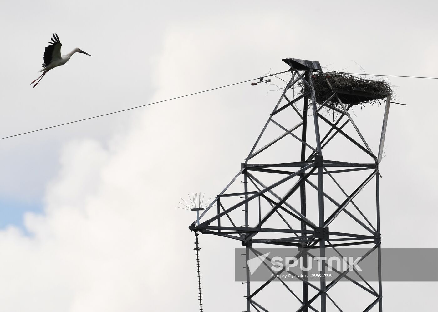 White storks nest in Amur Region