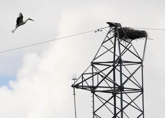White storks nest in Amur Region
