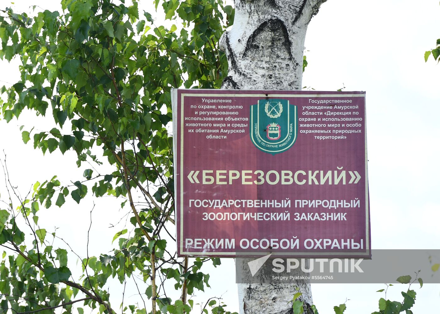 White storks nest in Amur Region