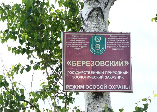 White storks nest in Amur Region