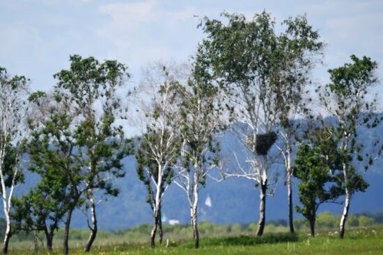 White storks nest in Amur Region