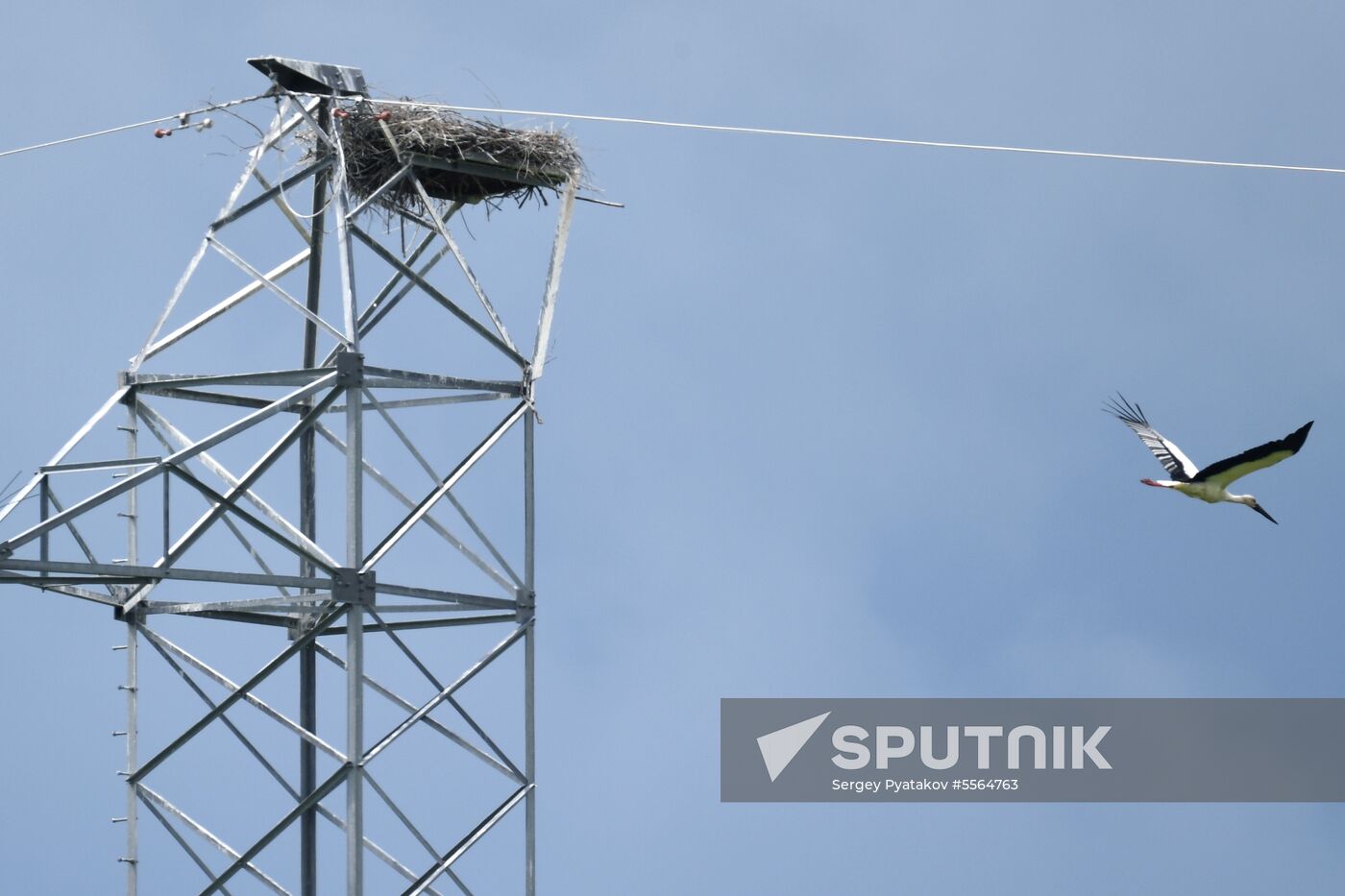 White storks nest in Amur Region