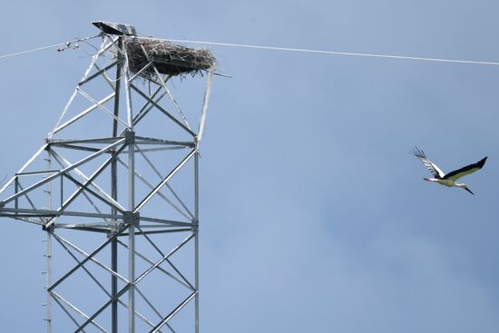 White storks nest in Amur Region