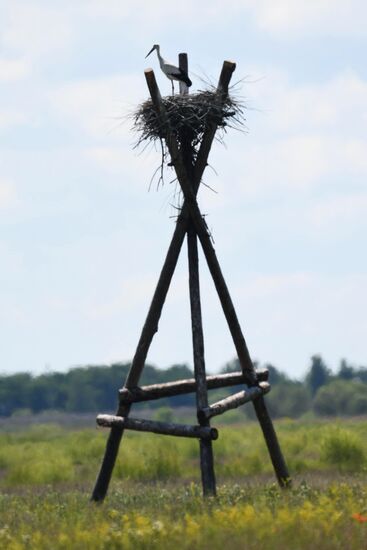 White storks nest in Amur Region