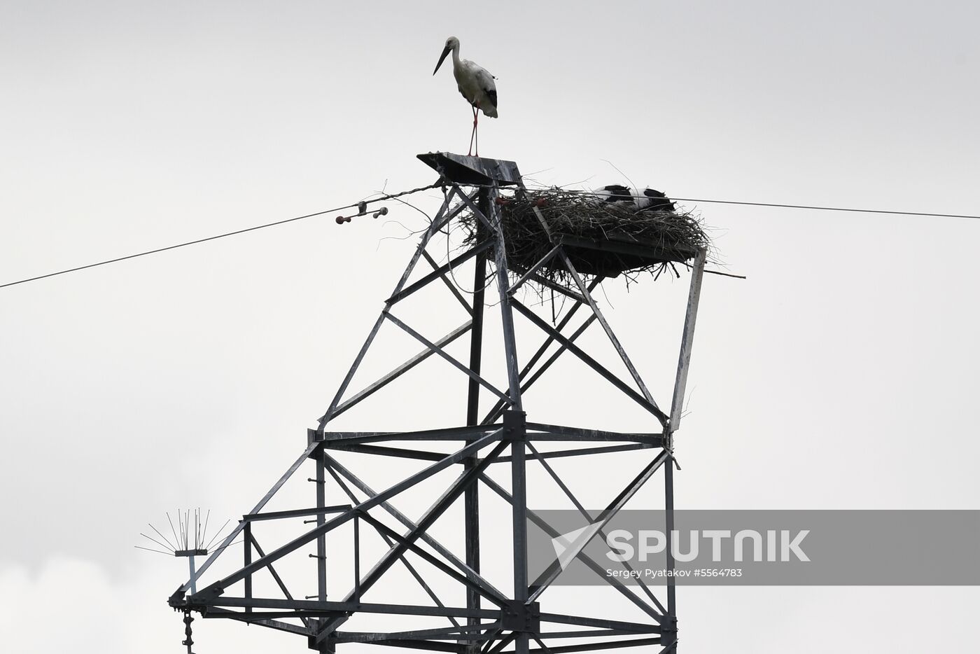 White storks nest in Amur Region