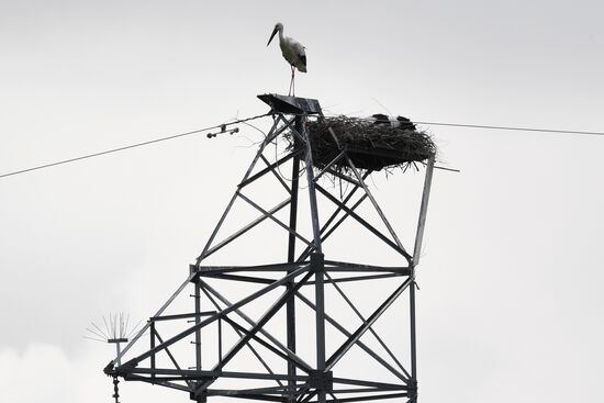 White storks nest in Amur Region