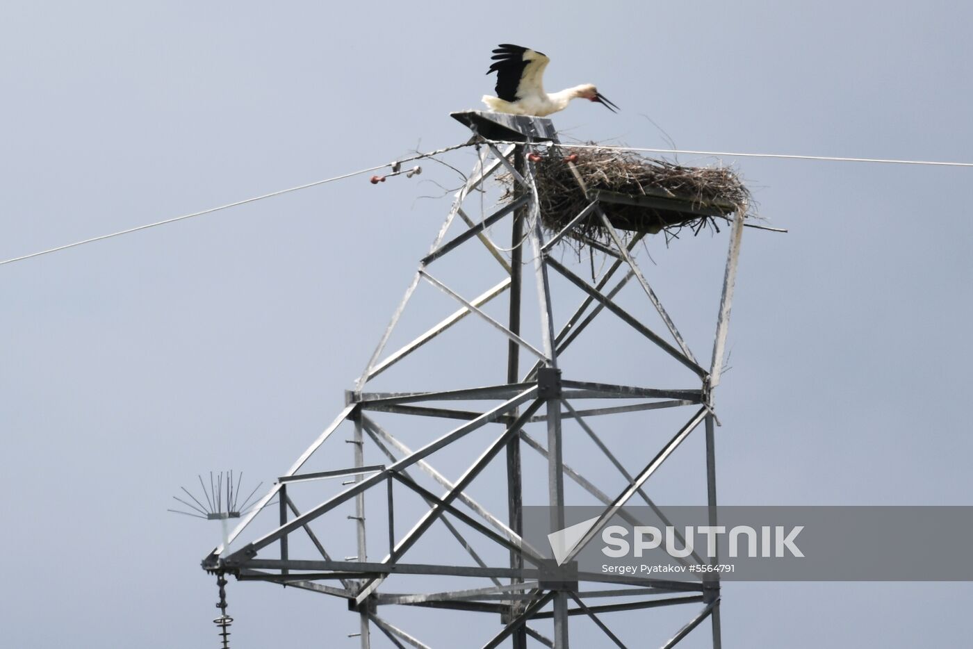 White storks nest in Amur Region