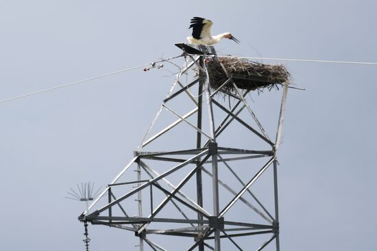 White storks nest in Amur Region