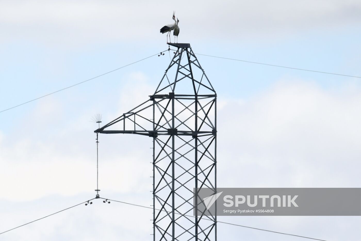 White storks nest in Amur Region