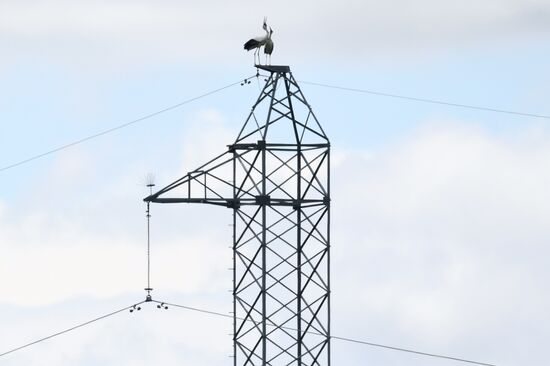 White storks nest in Amur Region