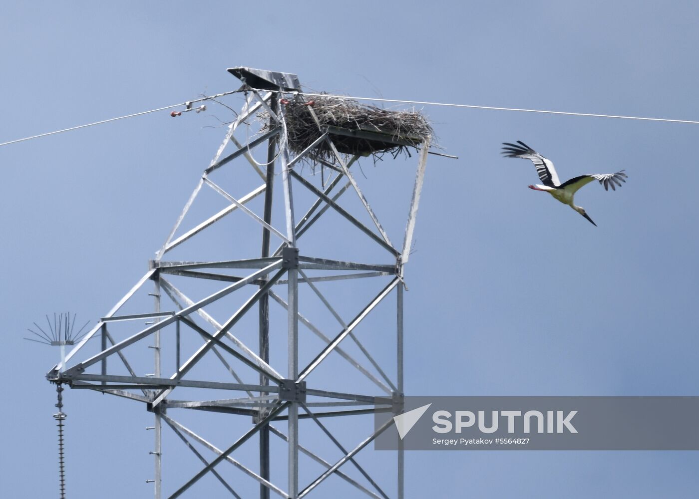 White storks nest in Amur Region