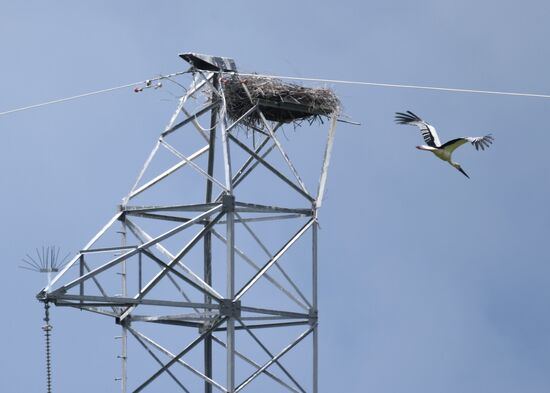 White storks nest in Amur Region