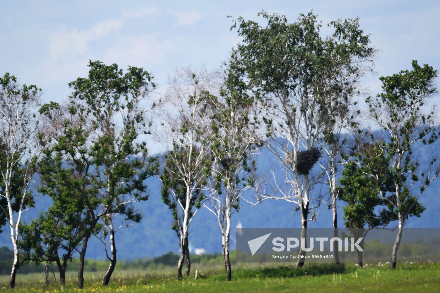 White storks nest in Amur Region