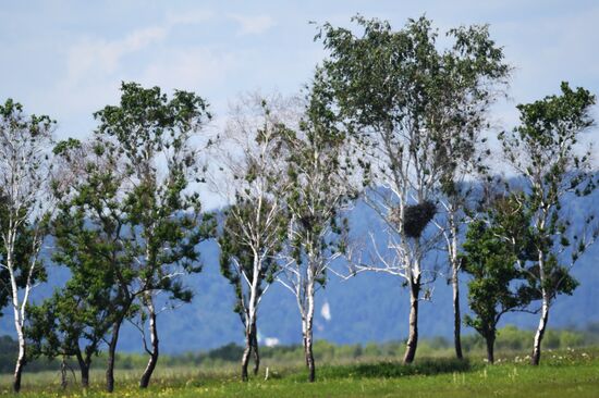 White storks nest in Amur Region