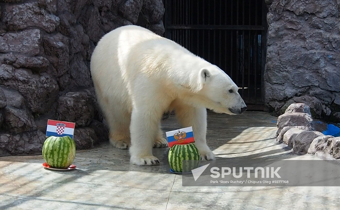 Aurora the polar bear predicts Russia vs. Croatia match result
