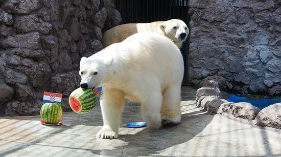Aurora the polar bear predicts Russia vs. Croatia match result