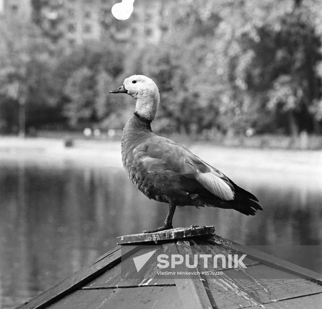Moscow Zoo