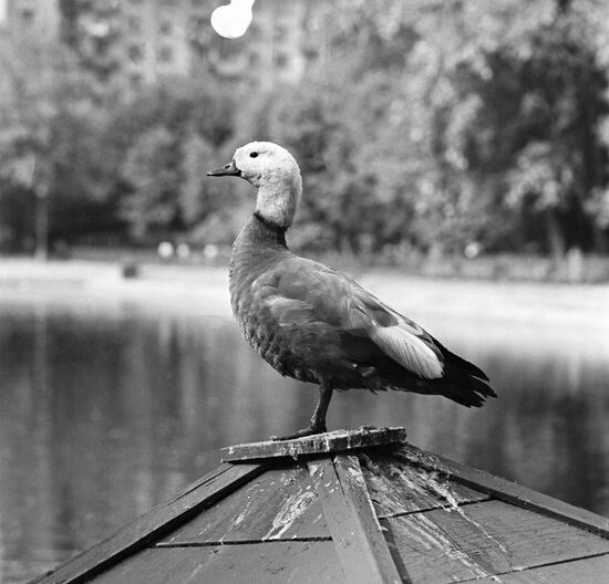 Moscow Zoo