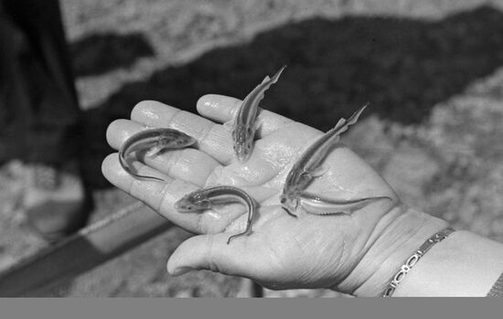 Fish farm