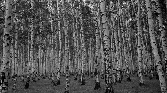 Birchwood