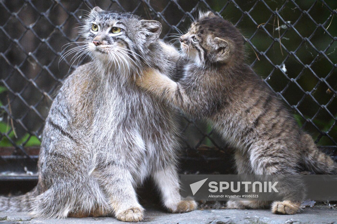 Pallas' cat kitten at Novosibirsk Zoo